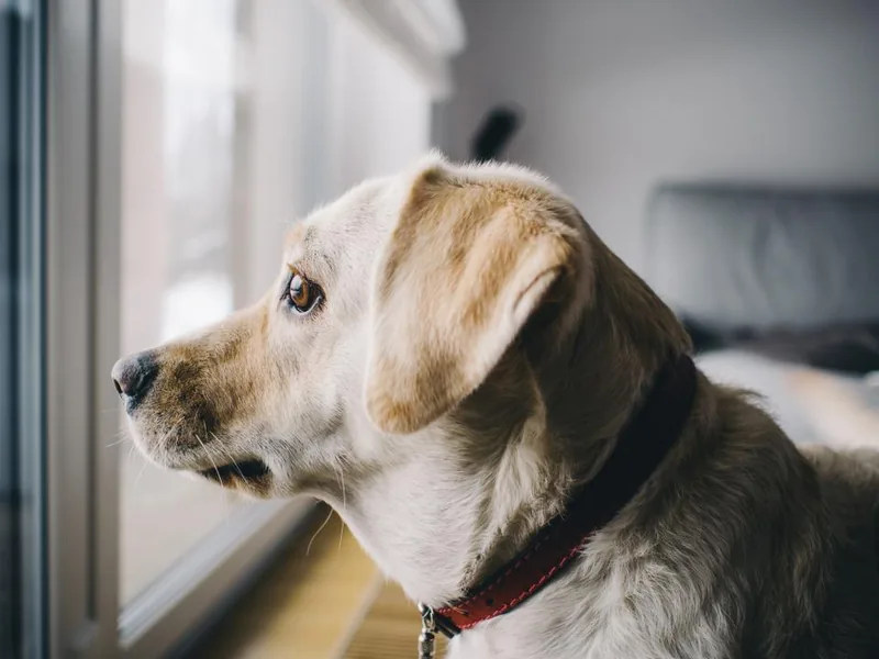 Photo to coloring page example: a real photo of a dog looking out of a window