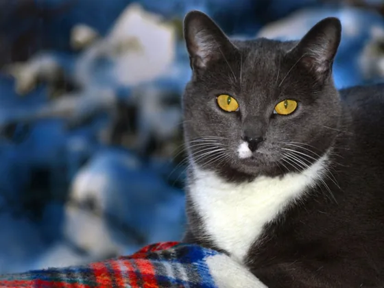 A real photo of a gray and white cat lying on a plaid blanket
