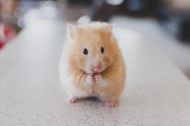 A real photo of a class-pet hamster