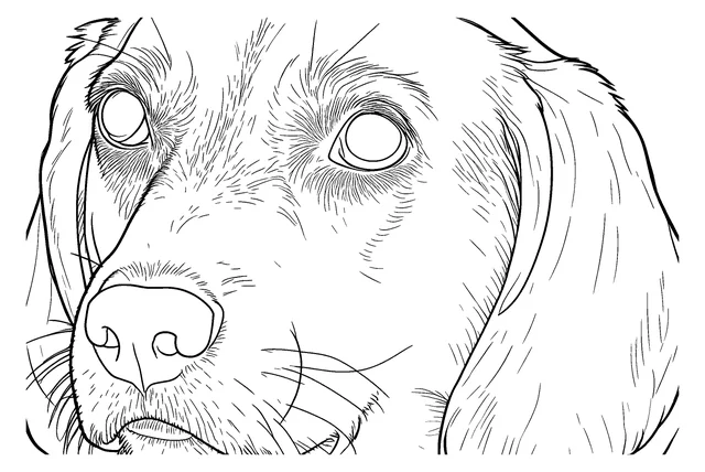 Photo to coloring page example at Detailed detail: the beagle photo as a coloring page
