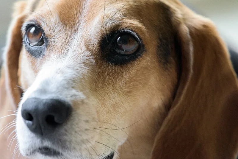 Photo to coloring page example: a real photo of a beagle's face