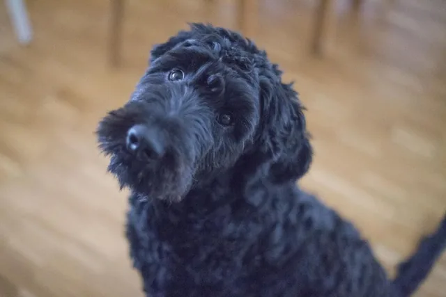 A real photo of a black curly-haired puppy